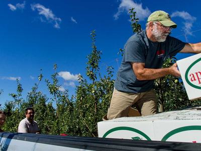 NC State Extension entomology apple crop pest management