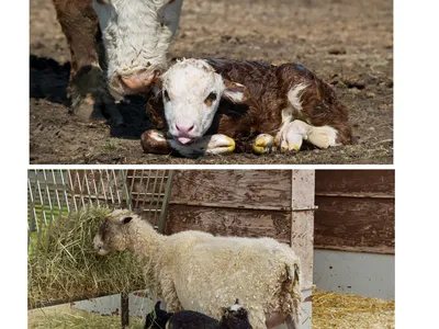 Newborn cow