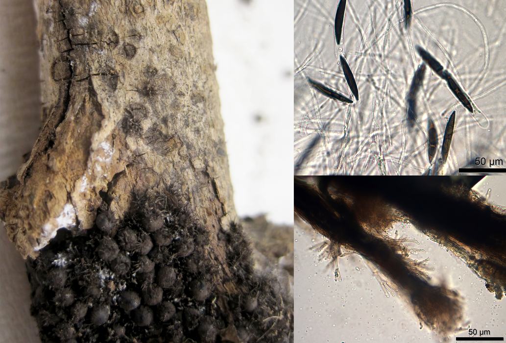Rosellinia necatrix root rot on American beautyberry (Callicarpa americana).