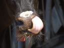 Cow tounge