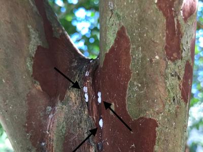 Tree bark with white scale insects marked by arrows; text "Chowan County 10-18-2019 K. Shook"
