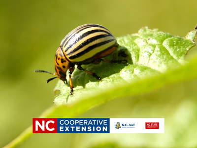 managing pests in the garden