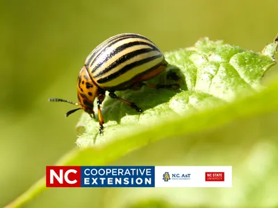 managing pests in the garden