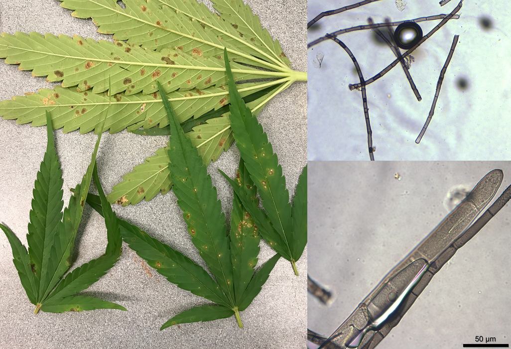 Drechslera sp./spp. on hemp (Cannabis sativa)