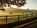 horses grazing Image by Aritha from Pixabay