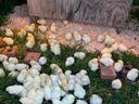 Yellow chicks clustered under heat lamps inside a wooden brooder on grass and shavings