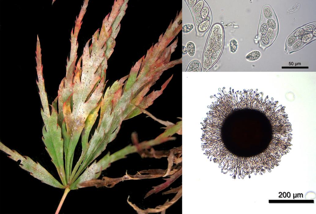 Powdery mildew (Sawadaea polyfida) on Japanese maple (Acer palmatum).