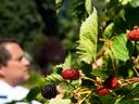 Ripening blackberries on a leafy bush, blurred person visible in background