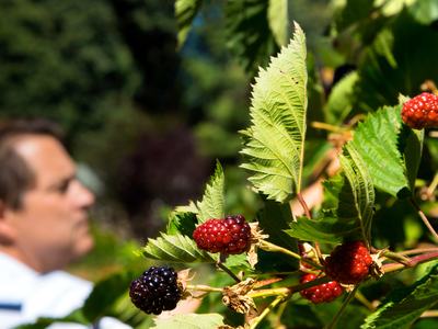 Ripening blackberries on a leafy bush, blurred person visible in background