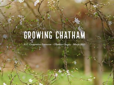 Branches with white blossoms; centered text "GROWING CHATHAM"
