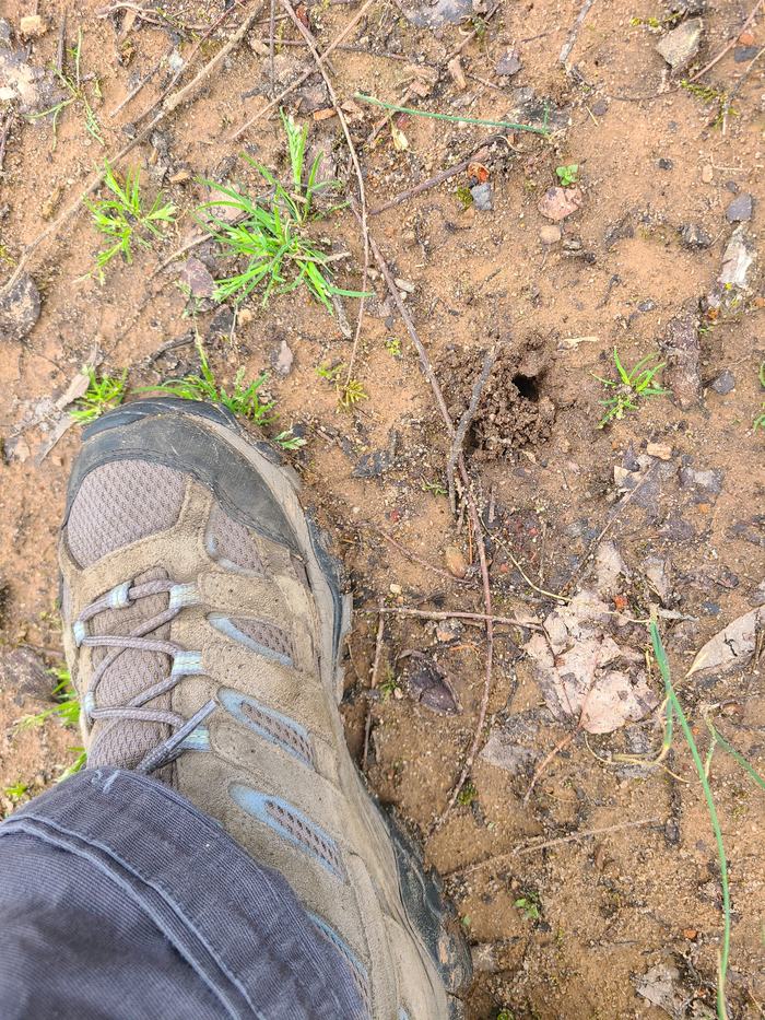 Nesting hole compared to a shoe