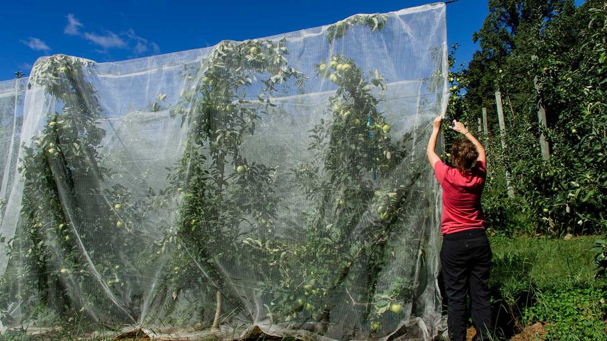 NC State Extension entomology apple crop pest management