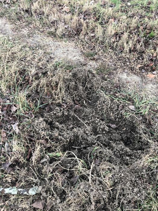 feral swine damage 2022