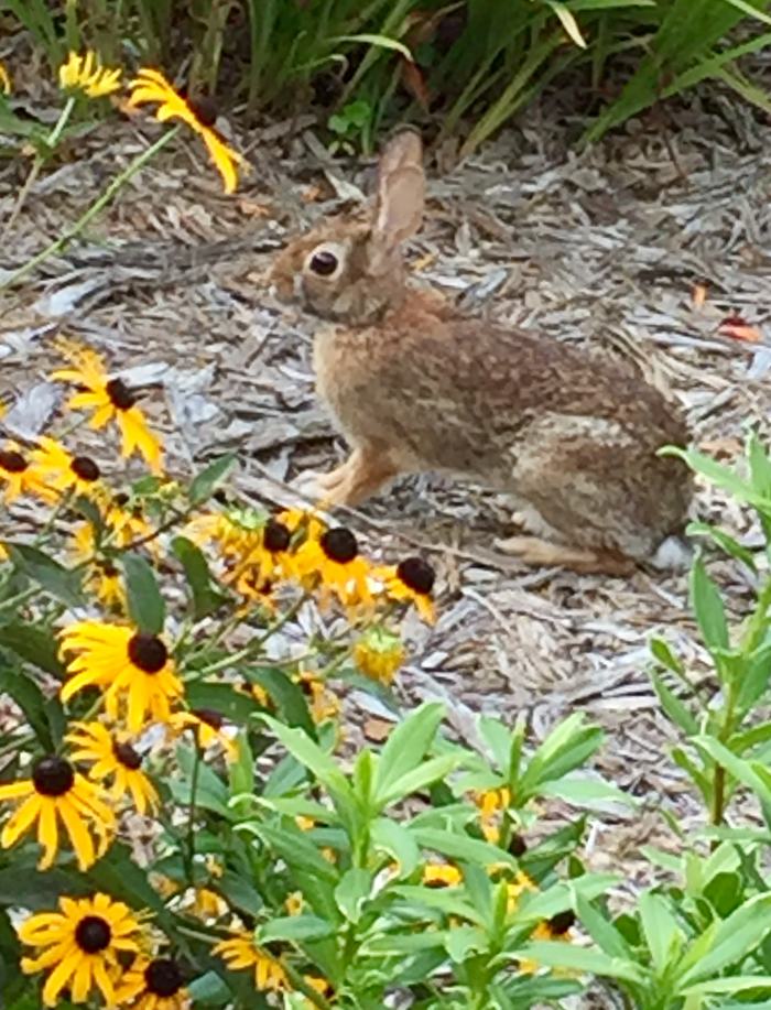 rabbit 