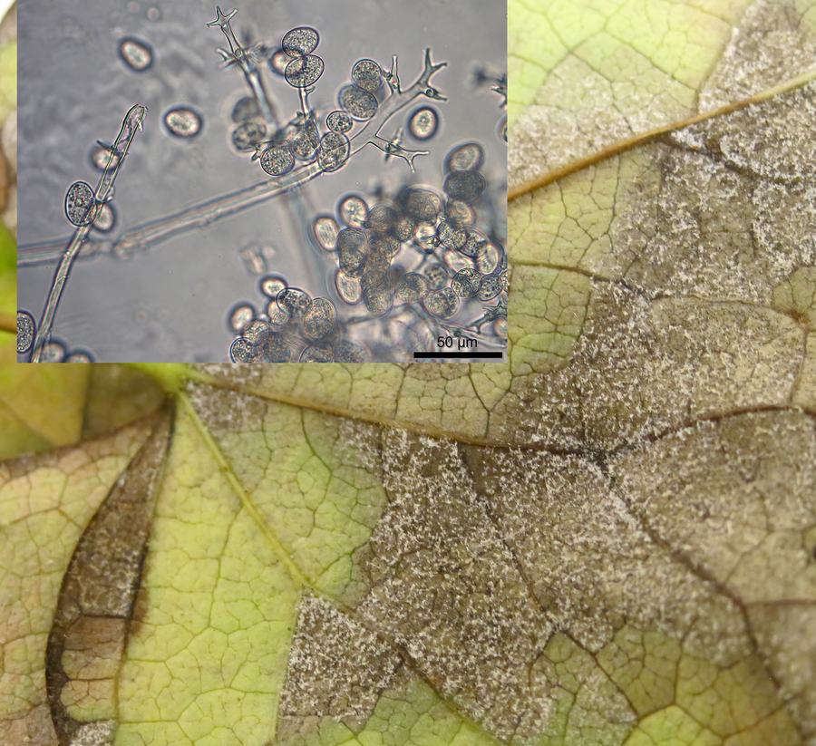 Downy mildew (Plasmopara cercidis) on redbud (Cercis canadensis)