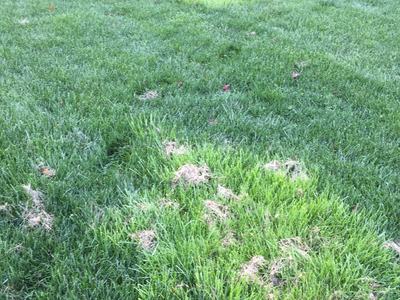 rough bluegrass in fescue