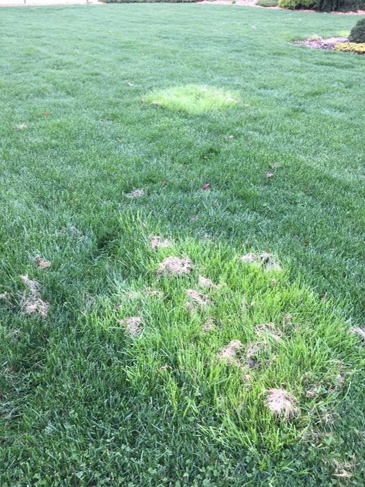 rough bluegrass in fescue