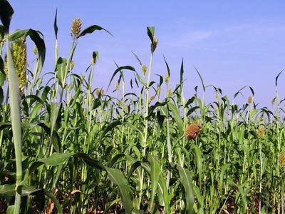 Field of green sorghum plants with seed heads under a clear blue sky