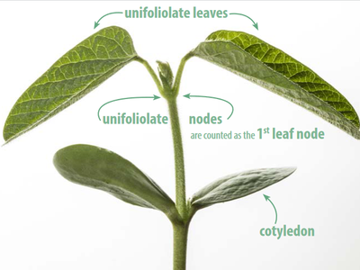 Seedling showing cotyledon, unifoliolate leaves, and label "1st leaf node"
