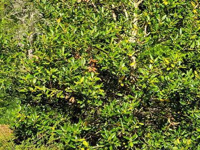 Nellie R. Stevens holly with dying limbs