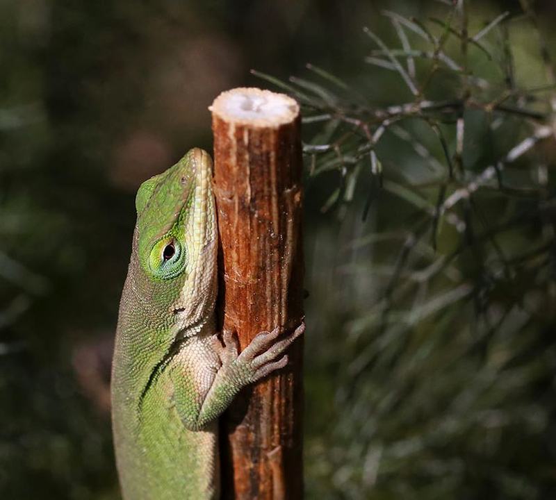 Carolina anole on cut fennel stem.