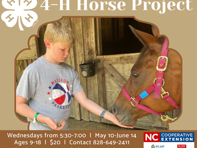 4-H horse project, horse with boy