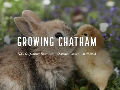 Baby rabbit and chick touching noses; overlaid text "GROWING CHATHAM"