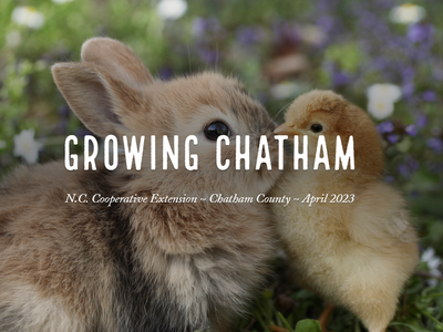 Baby rabbit and chick touching noses; overlaid text "GROWING CHATHAM"