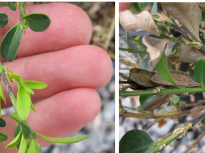 Boxwood Blight Twig lesions