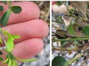 Boxwood Blight Twig lesions