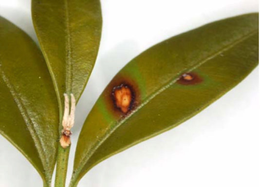Boxwood Blight leaf spot closeup