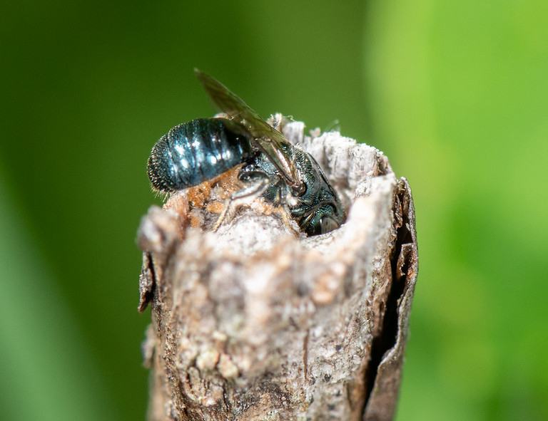 Small carpenter bee nesting in sumac stem.