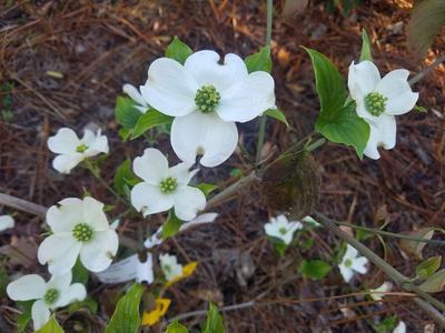 Dogwood Flower