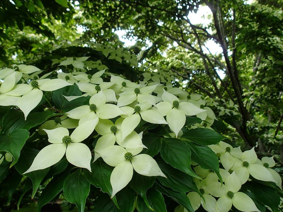 Dogwood