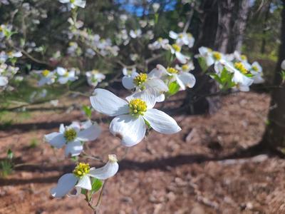Dogwood Flowers