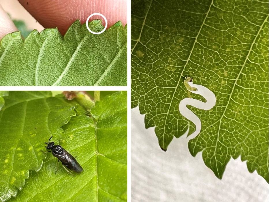 Green leaves with small bumps at edge (eggs), a black fly-like insect (adult elm zigzag sawfly), and a small green caterpillar-like larvae feeding in a leaf in a zigzag pattern