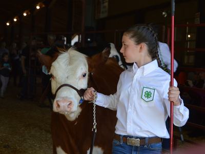 girl showing beef heifer