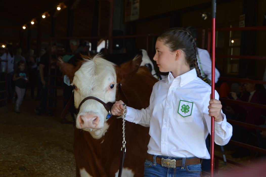 girl showing beef heifer