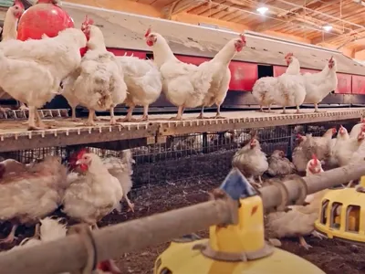 NC State Extension poultry help for egg producers