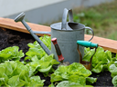 Metal watering can and hand trowel among green lettuce in a raised garden bed