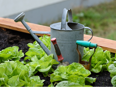 Metal watering can and hand trowel among green lettuce in a raised garden bed
