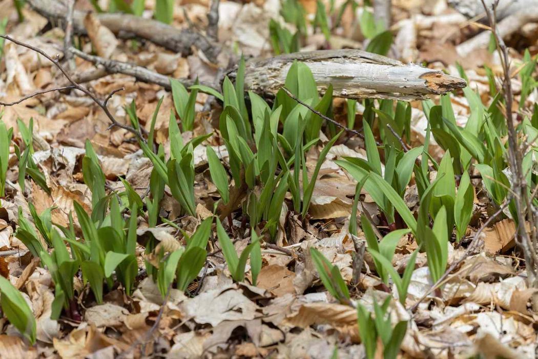 Michigan Native Ramps Eating Appalachian: All About Ramps - Haywood County Center | N.C ...