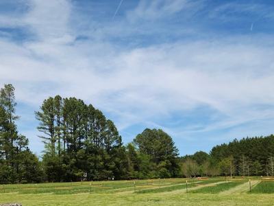 Open grassy field with fenced rectangular plots and tall pine trees under blue sky
