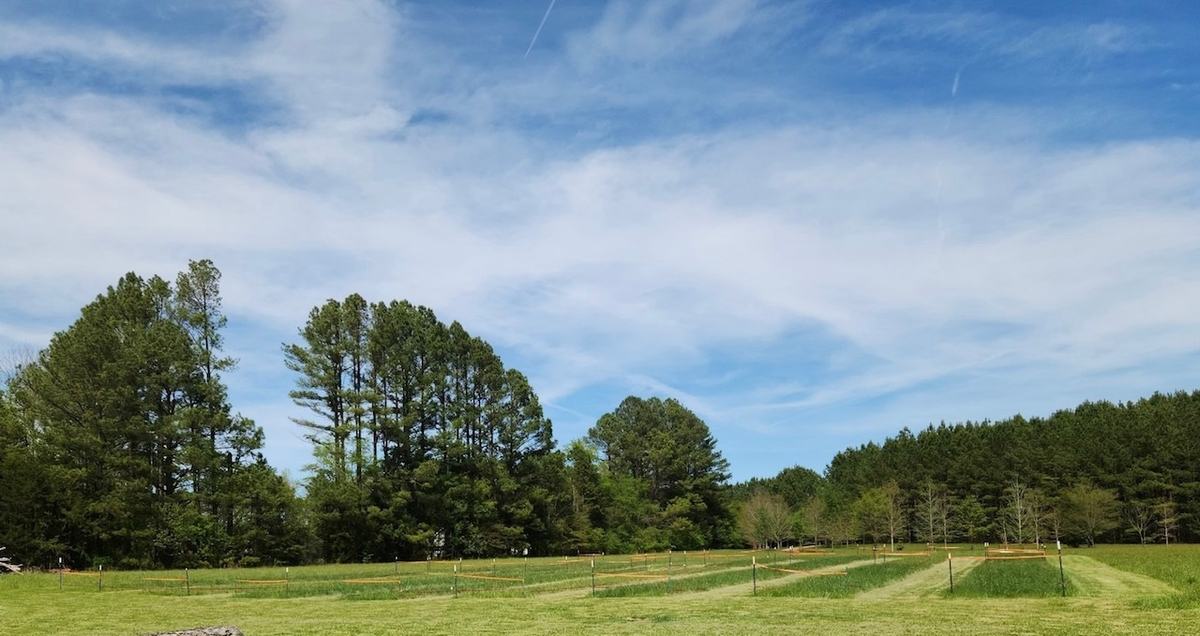 Hay trial field