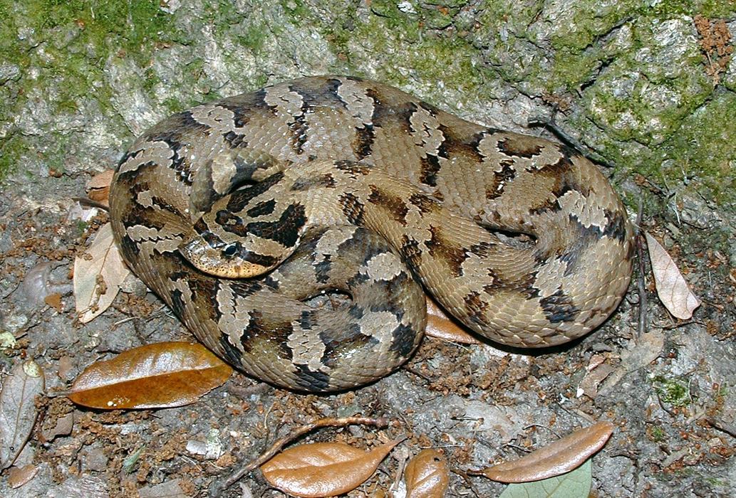 hognose