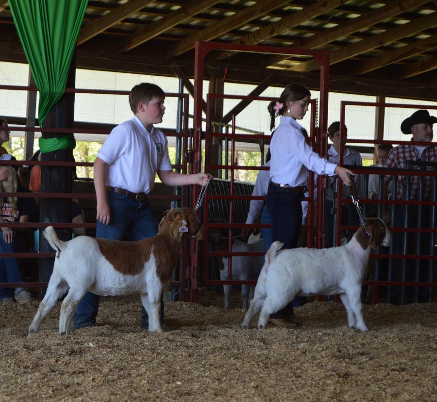 Boy and goat