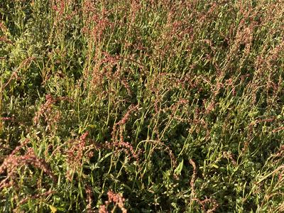Red Sorrel, Lee County NC