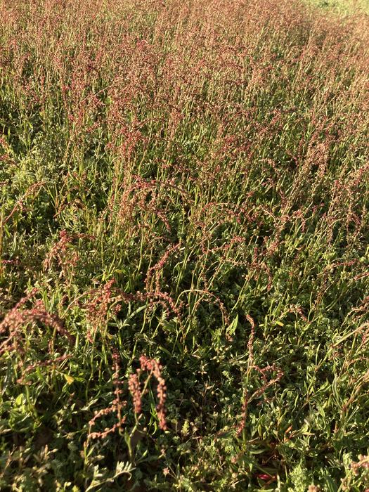 Red Sorrel, Lee County NC
