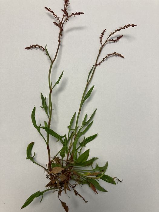 Red Sorrel up close, Lee County NC