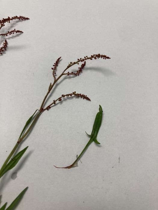 Red Sorrel Flower and Leaf, Lee County NC
